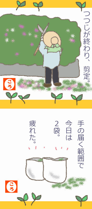 庭木の剪定 庭木の剪定