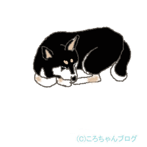 犬と野営 犬と野営