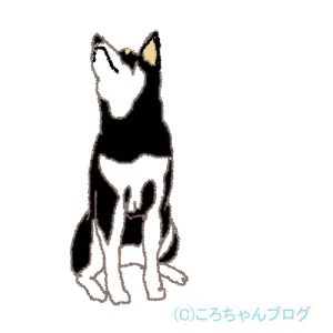 犬の訓練 犬の訓練